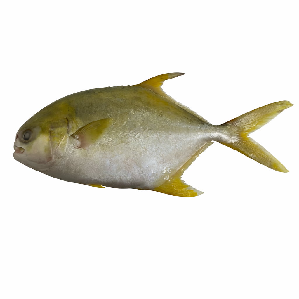 Golden Pompano